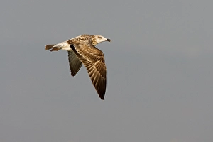 Heuglins Gull Prints: Heuglinsmeeuw, Heuglin's Gull, Larus heuglini