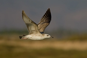 Heuglins Gull Prints: Heuglinsmeeuw, Heuglin's Gull, Larus heuglini