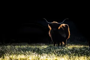 Grazers Prints: Highland Cow, Bos taurus ss