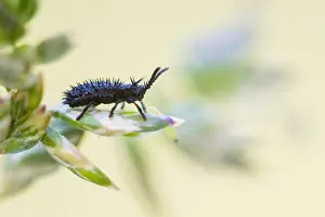 Chrysomelidae Prints: Hispa atra