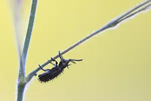 Chrysomelidae Prints: Hispa atra