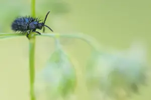 Chrysomelidae Prints: Hispa atra