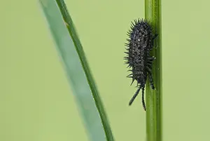 Chrysomelidae Prints: Hispa atra