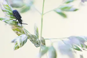 Chrysomelidae Prints: Hispa atra