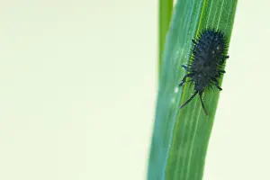 Chrysomelidae Prints: Hispa atra