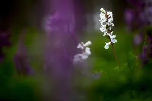 Images Dated 11th April 2018: Hollowroot, Corydalis cava