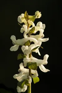 Stinzenflora Prints: Hollowroot, Corydalis cava
