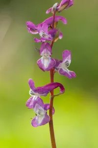 Dekema Prints: Hollowroot, Corydalis cava