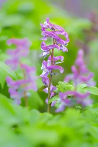 Images Dated 11th April 2018: Hollowroot, Corydalis cava