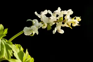 Stinzenflora Prints: Hollowroot, Corydalis cava