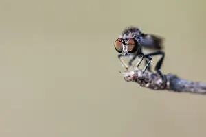 2020 Prints: Holopogon fumipennis