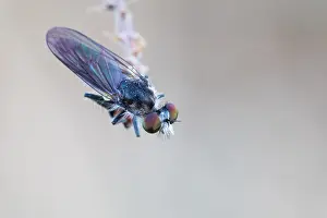 2020 Prints: Holopogon nigripennis