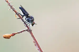 2020 Prints: Holopogon nigripennis