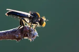 2020 Prints: Holopogon nigripennis
