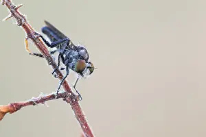 2020 Prints: Holopogon nigripennis