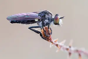 2020 Prints: Holopogon nigripennis