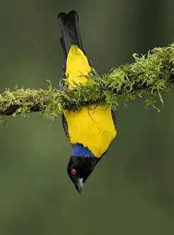 January Prints: Hooded Mountain Tanager (Buthraupis montana cucullata)