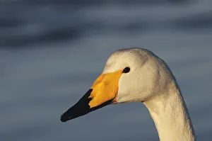 Images Dated 19th February 2008: Hooper swan's head