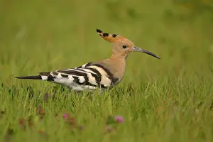 2003 Prints: Hop, Eurasian Hoopoe, Upupa epops