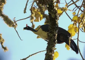 2000 Prints: Horned Guan, Oreophasis derbianus