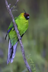 New Caledonia Prints: Horned Parakeet, Eunymphicus cornutus