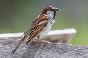 Spanish Prints: House x Spanish Sparrow, Passer domesticus x hispaniolensis