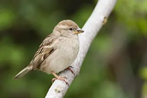 Huismus Prints: Huismus, House Sparrow, Passer domesticus balearoibericus