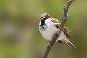 Huismus Prints: Huismus, House Sparrow, Passer domesticus balearoibericus