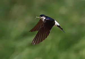 Nestmateriaal Prints: Huiszwaluw;