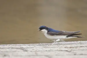 Nestmateriaal Prints: Huiszwaluw, Common House Martin, Delichon urbicum