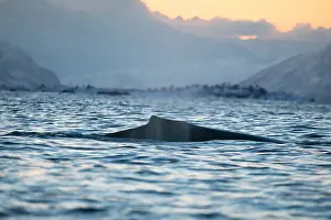 Norway Prints: Humpback whale, Megaptera novaeangliae