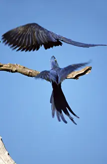 Images Dated 14th June 2014: Hyacinth Macaw, Hyacinthara, Anodorhynchus hyacinthinus