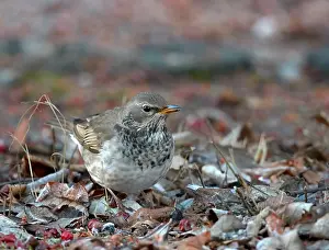 Black Throated Prints: Hybrid Black-throated Thrush X Red-throated Thrush