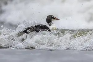 Somateria Prints: Hybrid King x Common Eider, Somateria spectabilis x molissima
