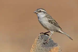 Kapverdensperling Prints: Iago Sparrow