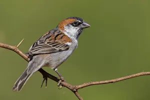 Kapverdensperling Prints: Iago Sparrow