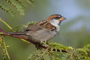 Kapverdensperling Prints: Iago Sparrow