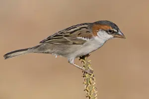 Cape Verde Prints: Iago Sparrow