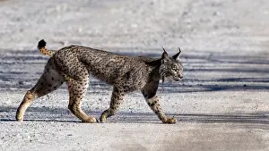 January Prints: Iberian Lynx, Lynx pardinus