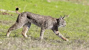 Images Dated 4th January 2023: Iberian Lynx, Lynx pardinus