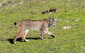 January Prints: Iberian Lynx, Lynx pardinus