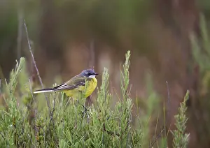 Spanish Prints: Iberische Gele Kwikstaart; Spanish wagtail; Motacilla flava iber