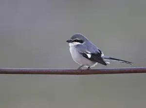 2015 Prints: Iberische Klapekster, Iberian Grey Shrike, Lanius meridionalis