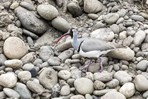 Snavel Prints: Ibisbill, Ibissnavel, Ibidorhyncha struthersii