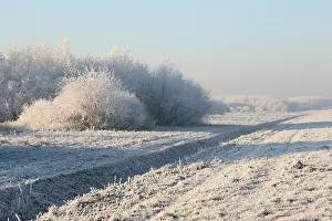 2007 Prints: Ibisweg Zeewolde Netherlands covered in hoar-frost, Ibisweg Zeew
