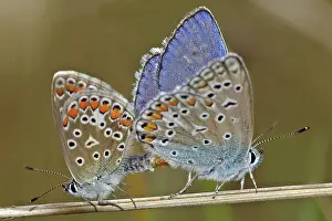 2005 Prints: Icarusblauwtje, Common Blue, Polyommatus icarus