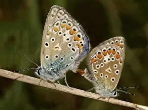 2005 Prints: Icarusblauwtje, Common Blue, Polyommatus icarus