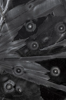 Night Frost Prints: Ice crystals