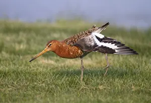 Black Tailed Prints: Icelandic Black-tailed Godwit, Limosa limosa islandica