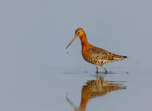 Black Tailed Prints: Icelandic Black-tailed Godwit, Limosa limosa islandica